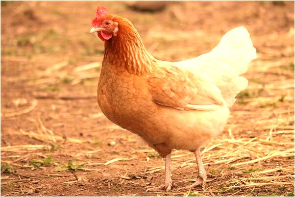 夢到賣可樂是好的徵兆嗎_周公解夢官網