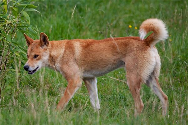 夢見野狗_周公解夢