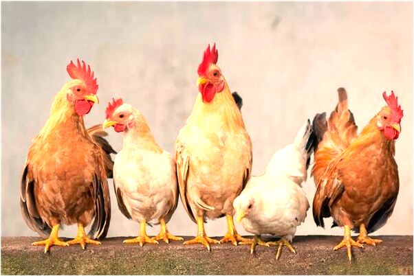 夢到指尖長花會是什麼預兆_周公解夢官網