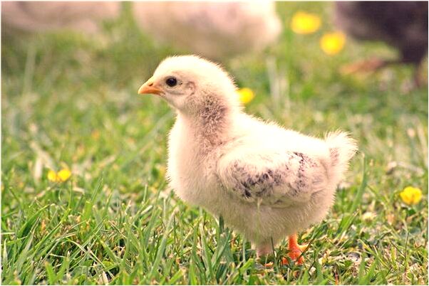 夢到黑狗摔死什麼預兆_周公解夢官網