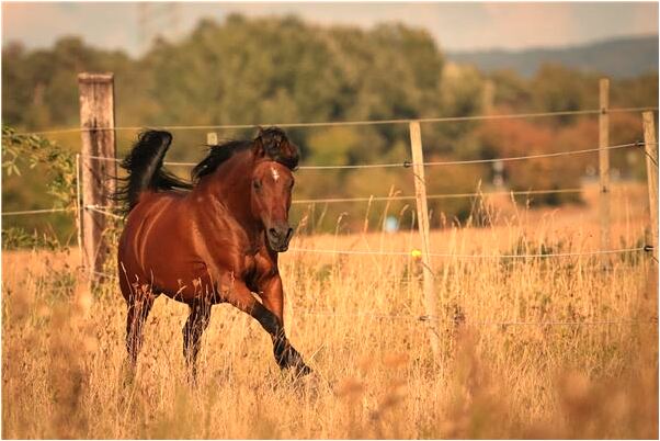 夢見有人剝好橘子給我意味著什麼_周公解夢官網