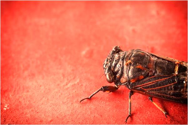 夢到對象死了有什麼說法_周公解夢官網