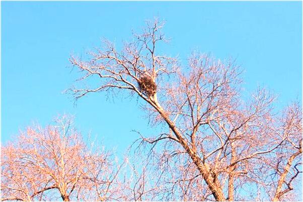 夢見被洋娃娃跟的預兆_周公解夢官網