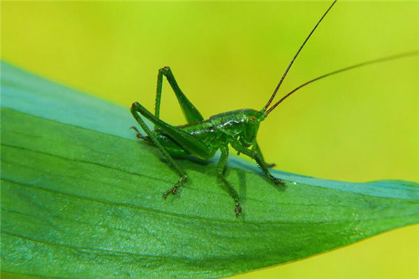 夢見爬蚱是什麼意思_周公解夢