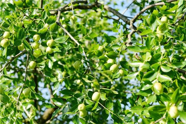 夢見打棗_周公解夢