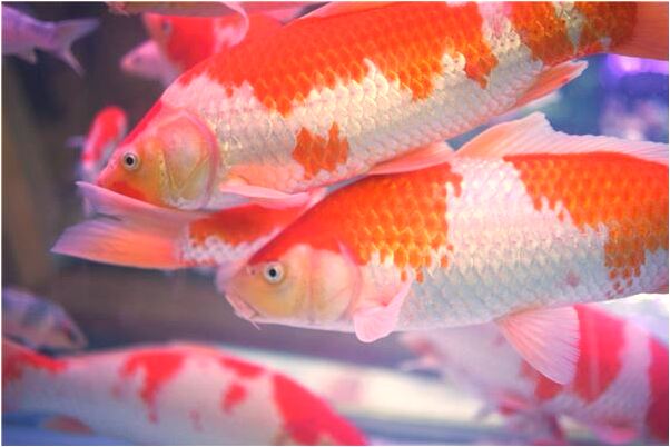 夢到病人在門口外站著好不好_周公解夢官網