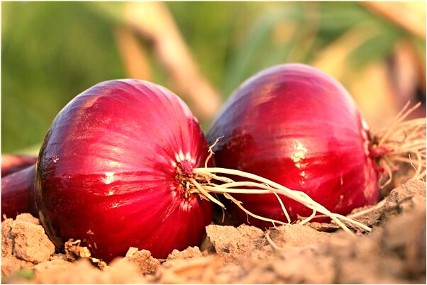 夢到自己和朋友在野外裸奔代表著什麼_周公解夢官網