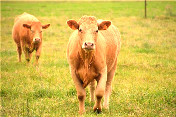 夢到了健在親人很慘好不好_周公解夢官網