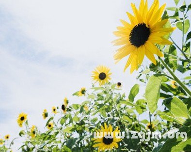 12星座女人好色指數_十二星座