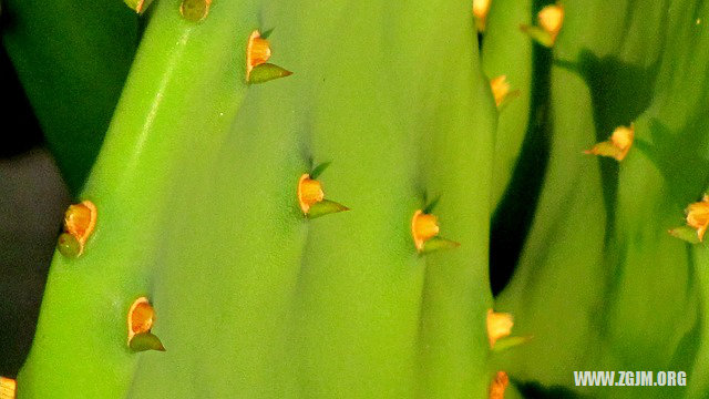 夢見一對蛇_周公解夢夢到一對蛇是什麼意思_做夢夢見一對蛇好不好_周公解夢官網