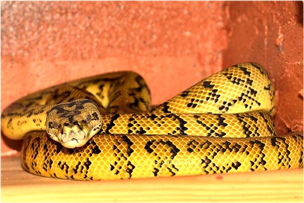 夢見女人叫乳名狗叫聲是好是壞_周公解夢官網