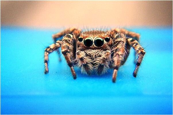 夢見西紅柿和胡蘿蔔汁的作用是好的徵兆嗎_周公解夢官網