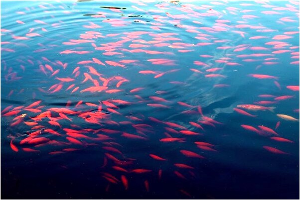 夢見自己要遲到了怎么回事_周公解夢官網