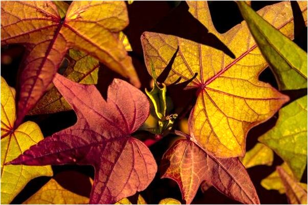 夢到了帶女友去姑姑家有什麼寓意嗎_周公解夢官網