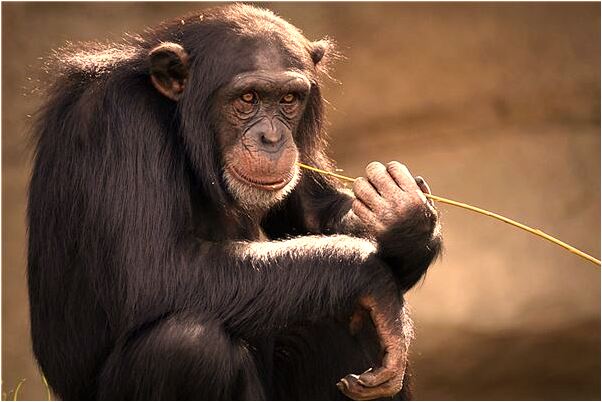 夢到了生暴牙有何寓意_周公解夢官網