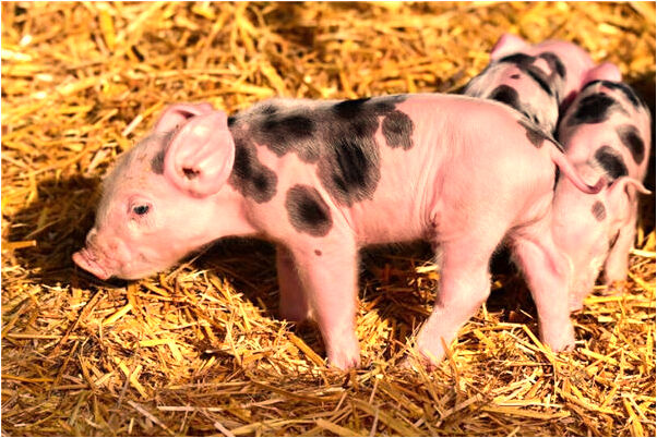 夢到了地上多處冒白煙啥意思_周公解夢官網