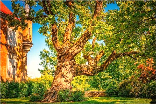 夢到老公掉入糞坑是凶兆還是吉兆_周公解夢官網