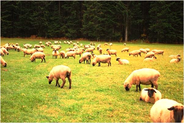 夢到了從懸空的繩子上摔下來什麼寓意_周公解夢官網