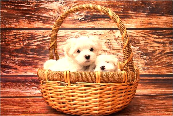 夢到了去找一個喜歡自己的人意味著什麼_周公解夢官網