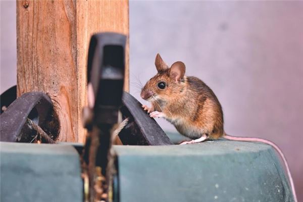 2020年9月出生屬鼠的命運好嗎_十二生肖