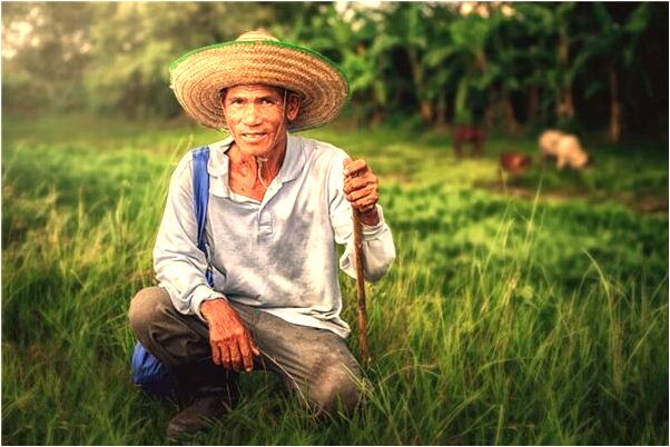 夢見家中有馬蜂窩預示什麼_周公解夢官網