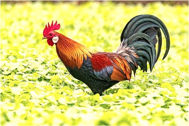 夢到我吃了一個大紅殷桃是什麼啟示_周公解夢官網