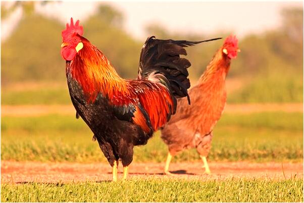 夢到被人偷了錢包是怎么回事_周公解夢官網