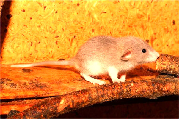 夢見我三個墓碑有什麼含義_周公解夢官網