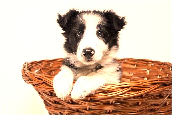 夢到了盆中很多魚是好事還是壞事_周公解夢官網