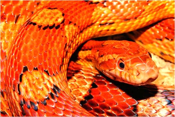 夢到坐飛機去了巴基斯坦是什麼意思?_周公解夢官網