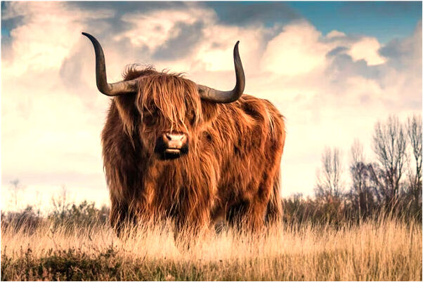 夢到了喜歡的熱是什麼兆頭_周公解夢官網