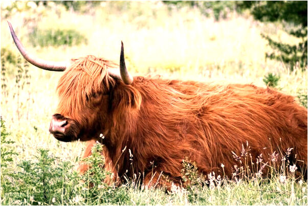 夢到自己穿辦粉紅色的衣服是啥意思_周公解夢官網