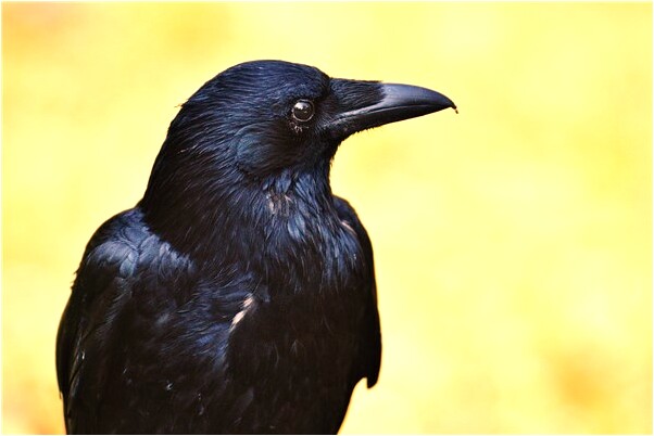 夢見女生親戚生了個小女孩意味著什麼_周公解夢官網