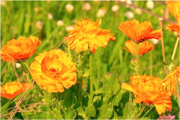 夢見馬和老虎趴在女兒家樓梯上什麼預兆_周公解夢官網