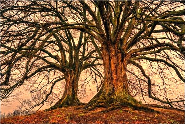 夢見母親從山坡上摔下是好事還是壞事_周公解夢官網