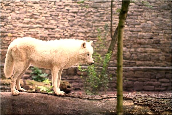 夢見每次都是在自己的娘家是吉兆嗎?_周公解夢官網