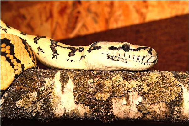 夢到了正在睡覺的床塌了意味什麼_周公解夢官網