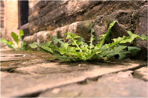 夢到了大青棗里的肥蟲被別人打死會是什麼預兆_周公解夢官網