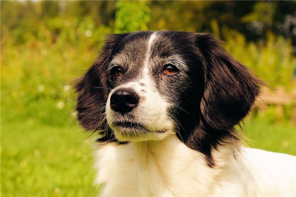 1982年屬什麼生肖婚配_十二生肖