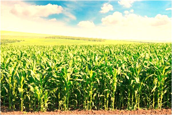 夢到腳踏車氣充足有什麼含義_周公解夢官網