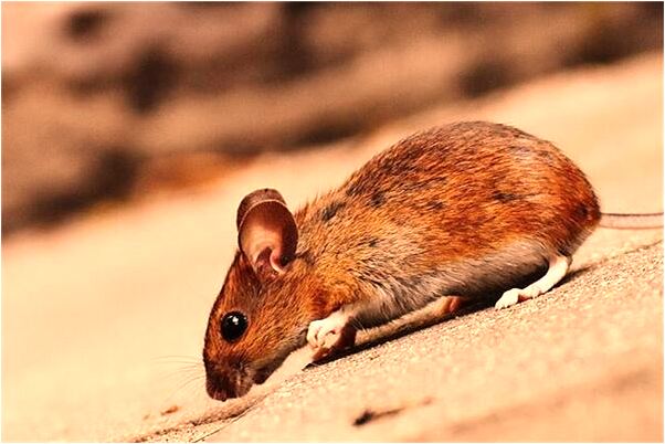 夢見外婆過世是什麼兆頭_周公解夢官網