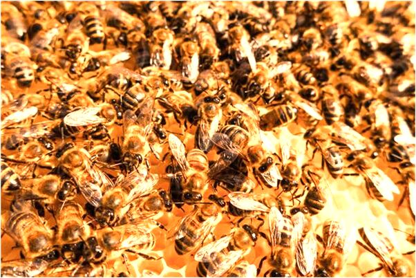 夢到做蝙蝠俠怎么說_周公解夢官網