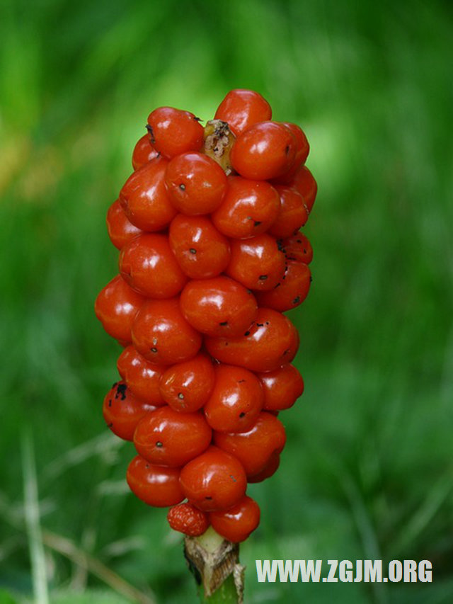 夢見牙齒壞了並掉了一塊_周公解夢夢到牙齒壞了並掉了一塊是什麼意思_做夢夢見牙齒壞了並掉了一塊好不好_周公解夢官網