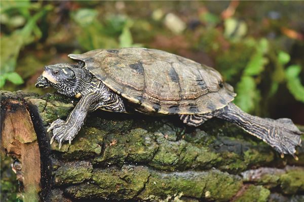 夢到被烏龜咬_周公解夢