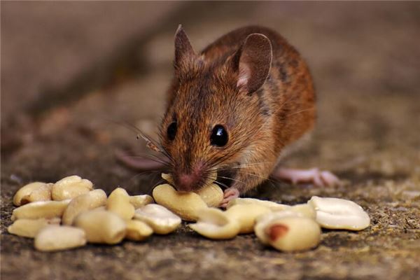 96年哪個時辰出生的人命好_十二生肖