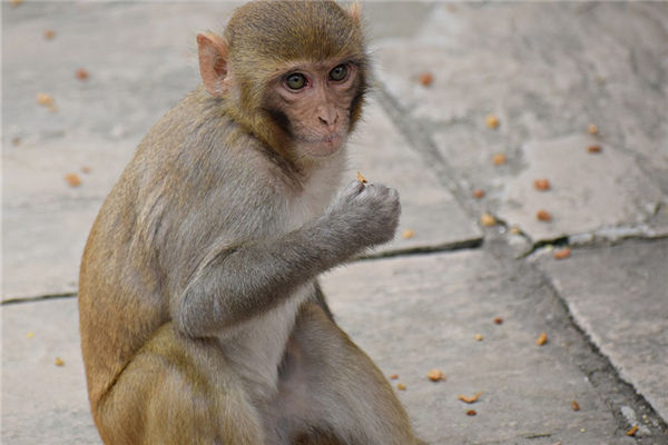 屬猴的女人是什麼性格呢_十二生肖