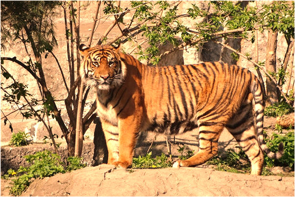 夢到了自己身上有圓乎乎的黑蟲子會有什麼預兆_周公解夢官網