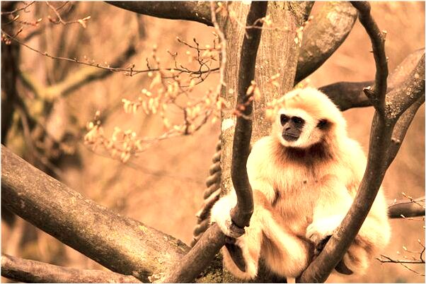 夢見兔子生了小兔子什麼預兆_周公解夢官網