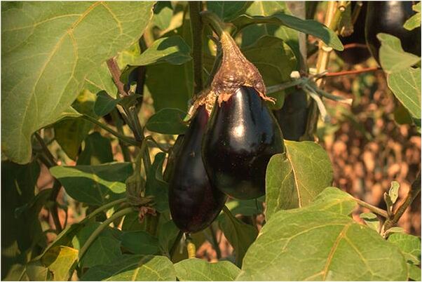 夢到了表姐曬床單怎么回事_周公解夢官網