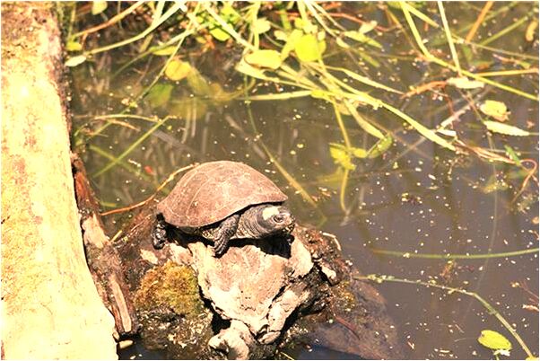 夢到自己買二手音響有什麼說法_周公解夢官網